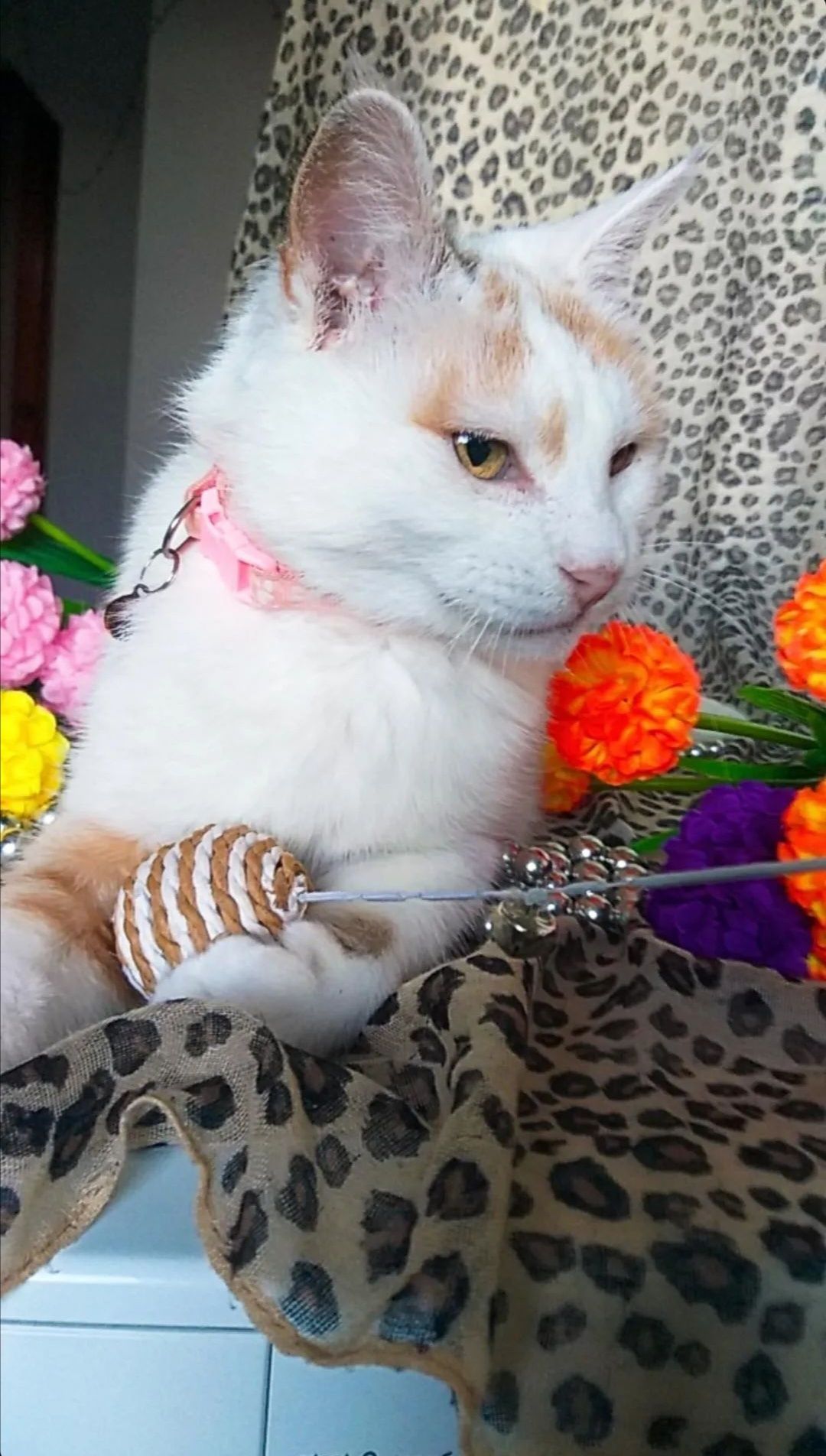 Снежана ищет семью свою