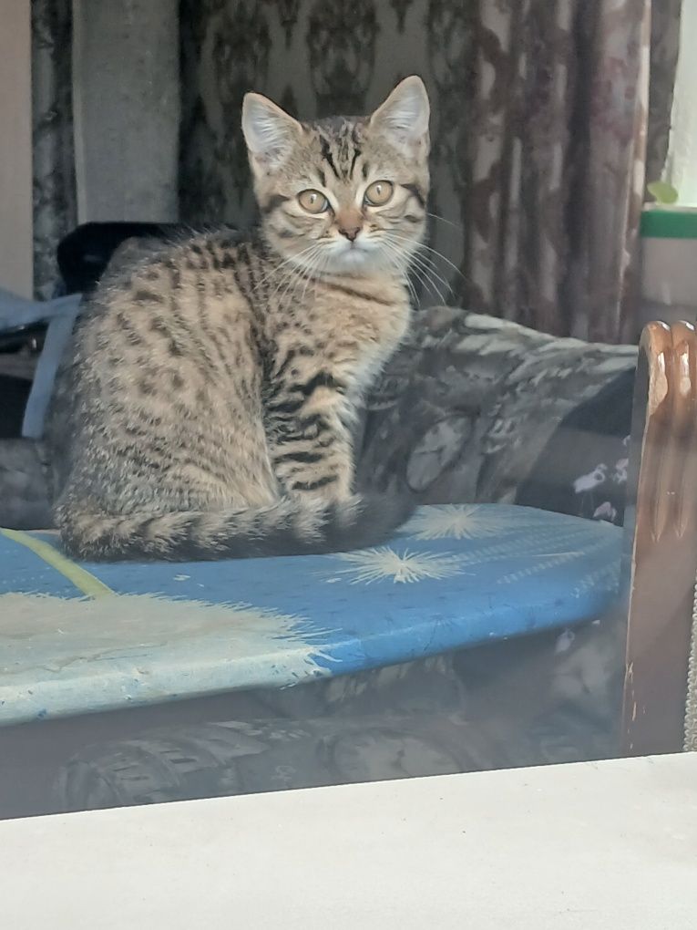 Продам котёнка британку