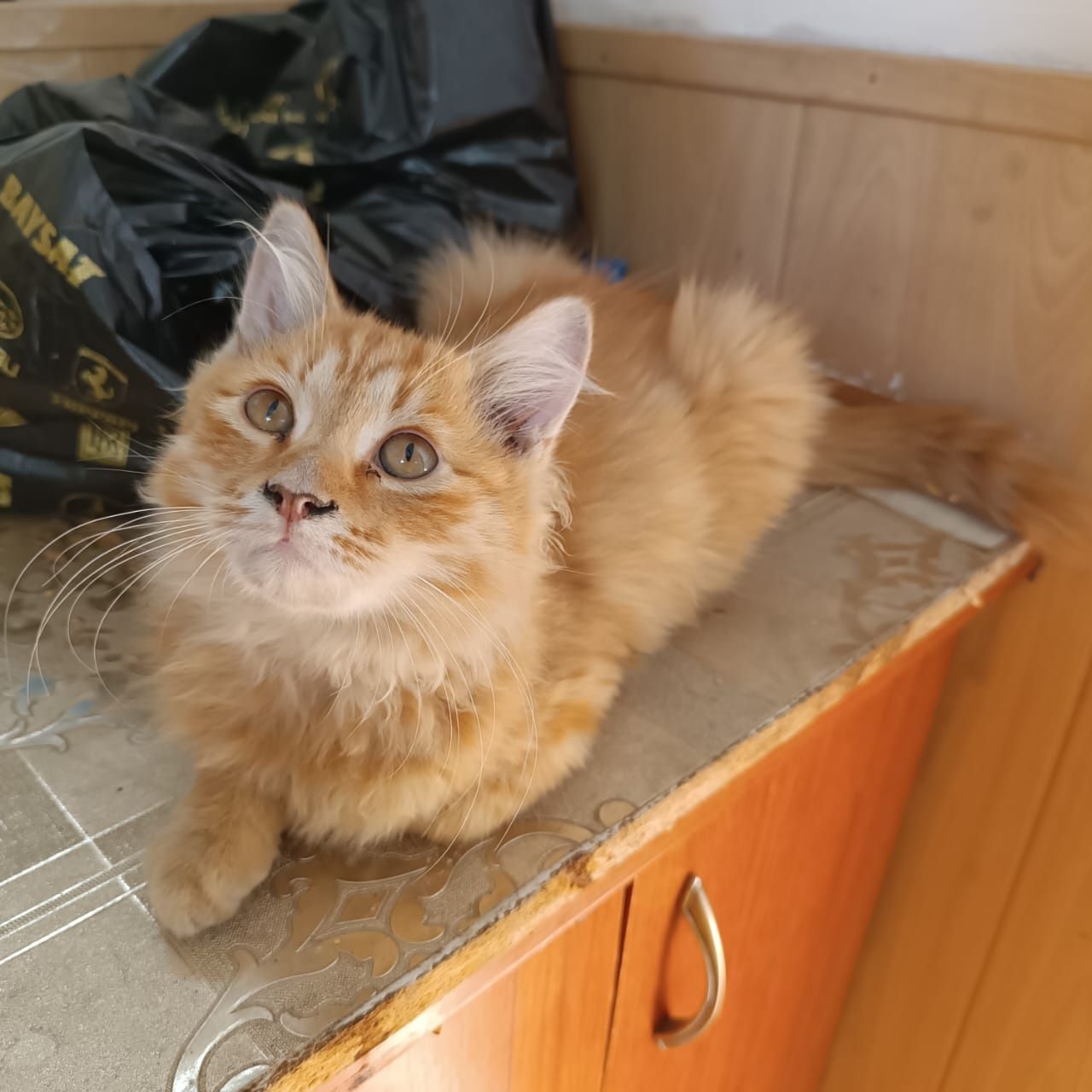 Котенок- мальчик