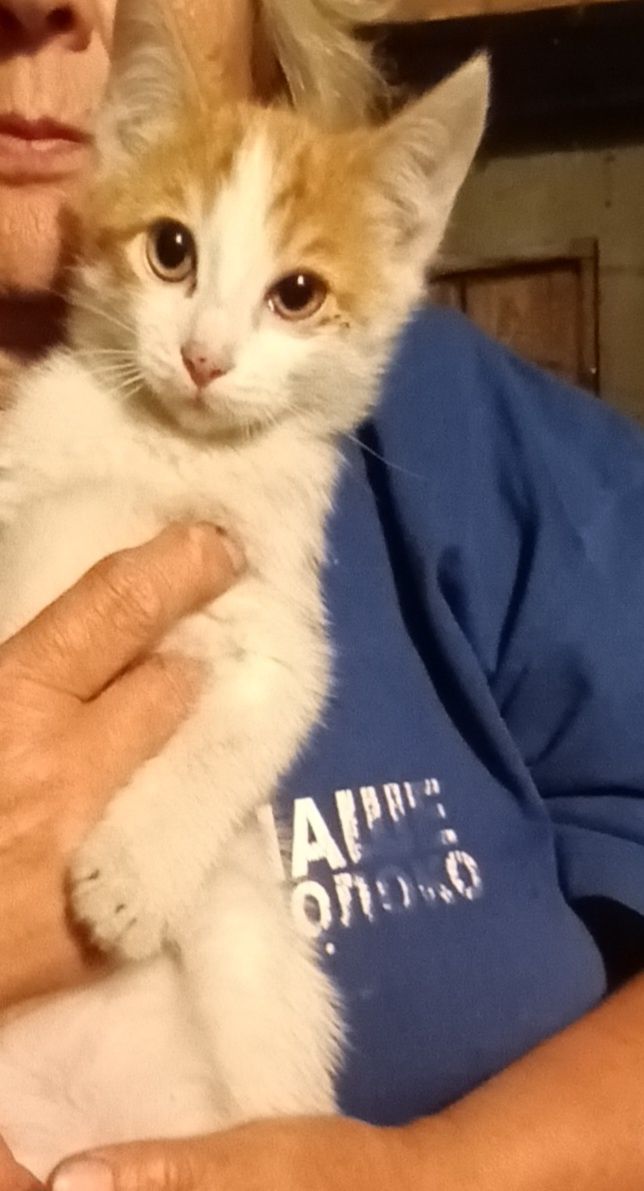 Отдам котят,3 мальчика 2 месяца!