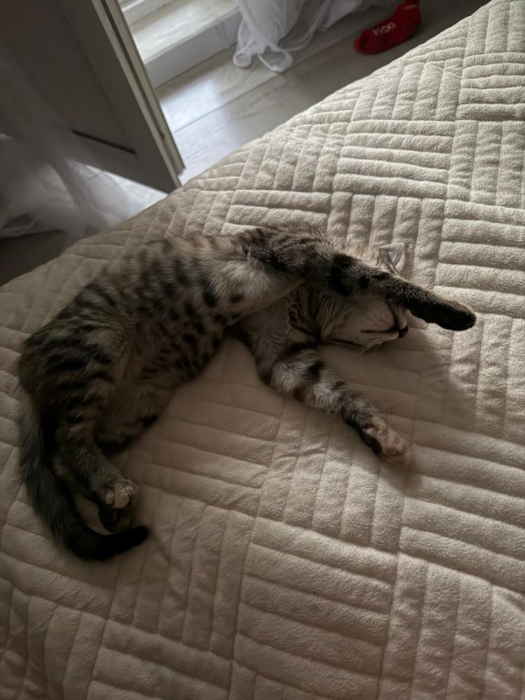 Отдаю котенка в добрые руки