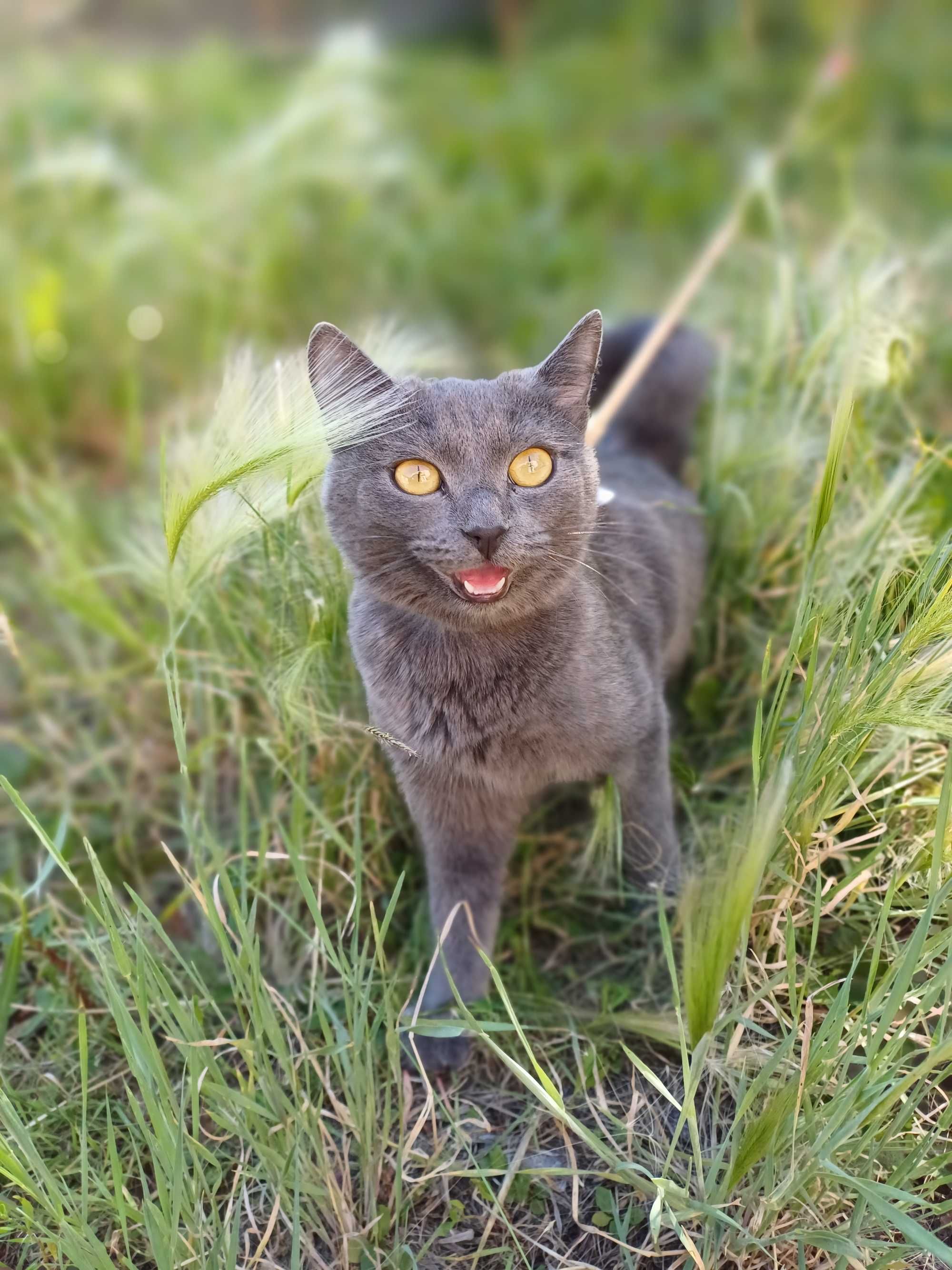 Кошечка Эйва ищет дом, в который принесёт счастье, удачу и радость.