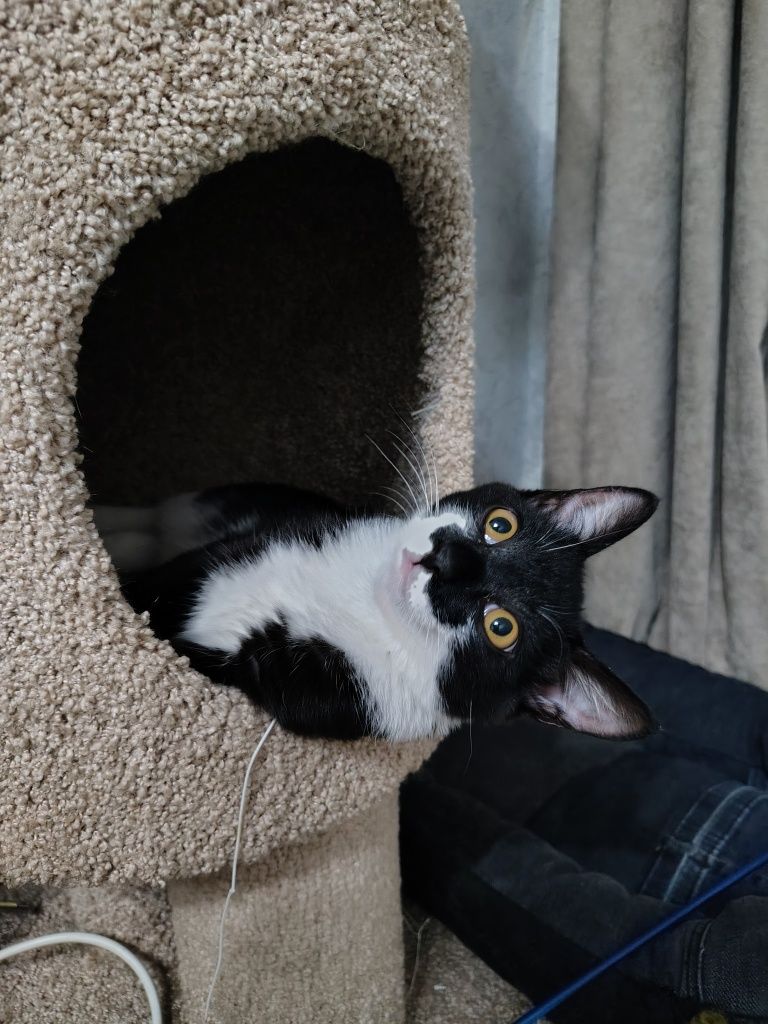 Котенок ищет дом