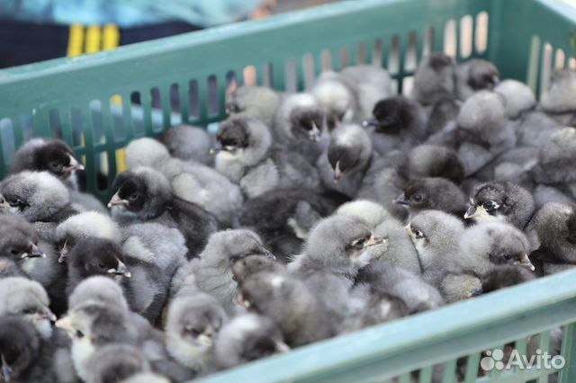 Продам цыплят несушек кросс доминант в наличии доставка