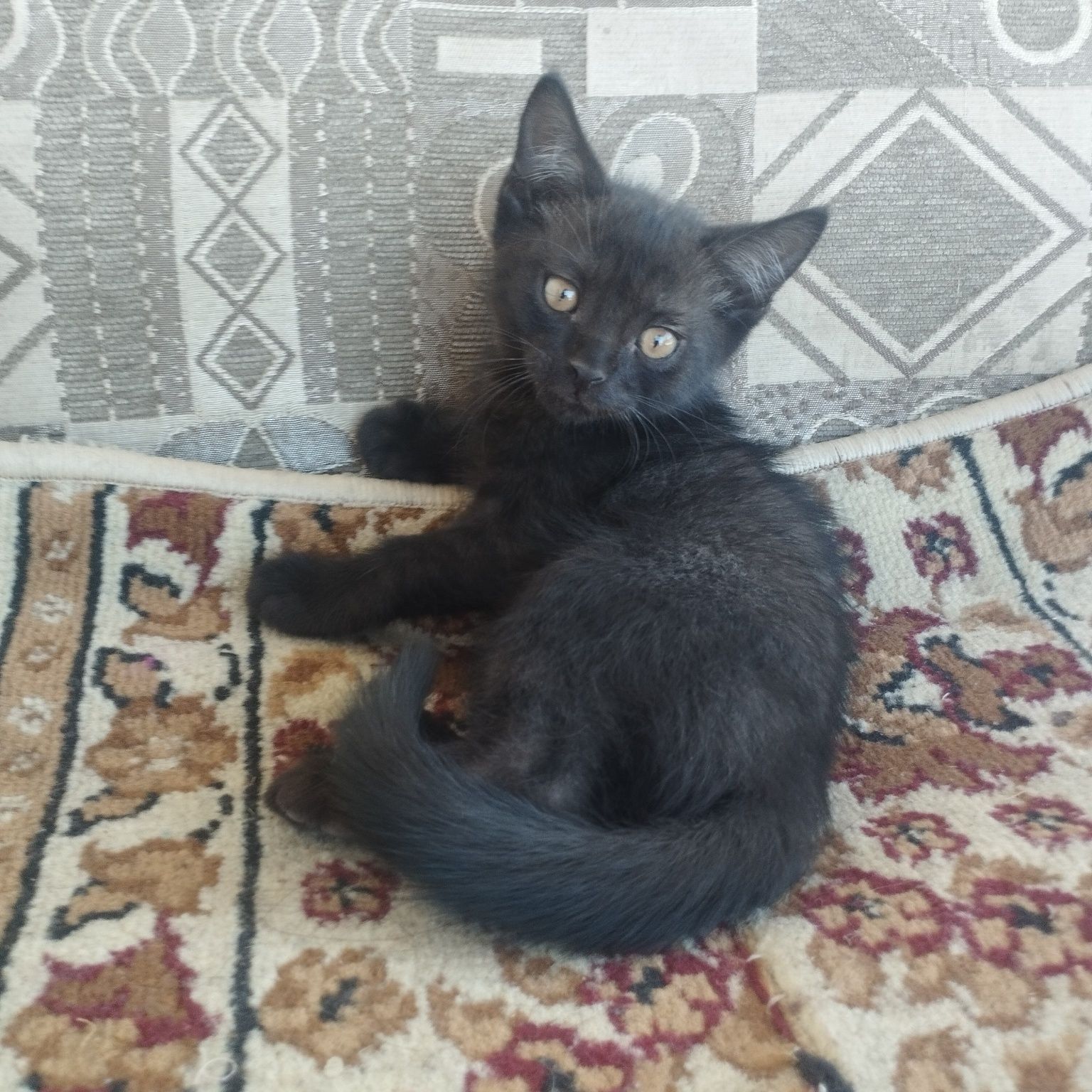 Отдам котят в добрые руки бесплатно.