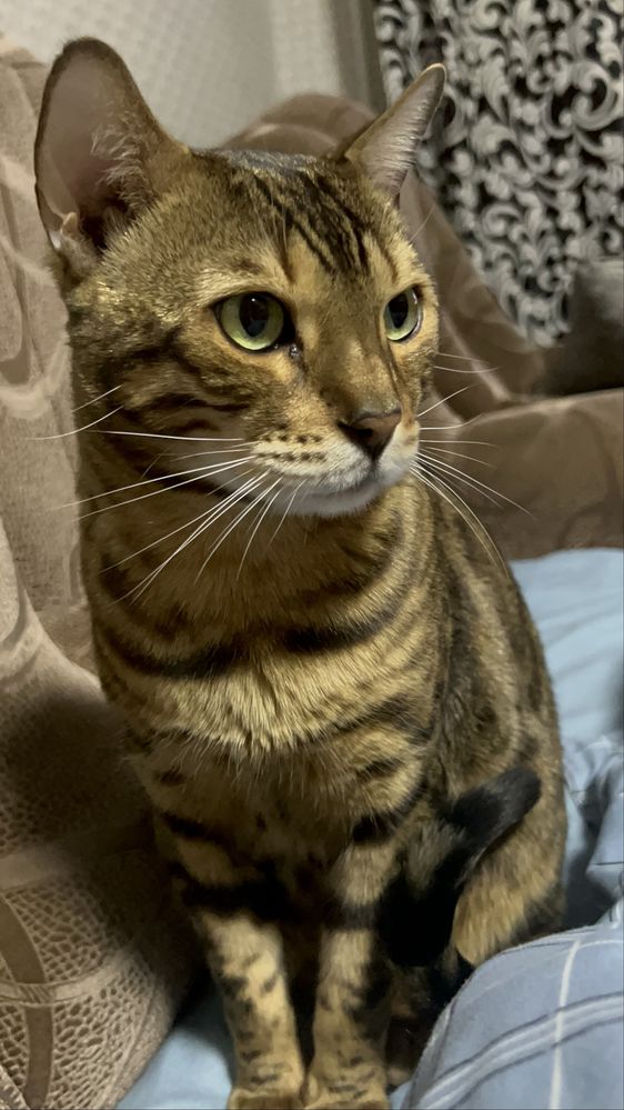 Бенгальский кот .