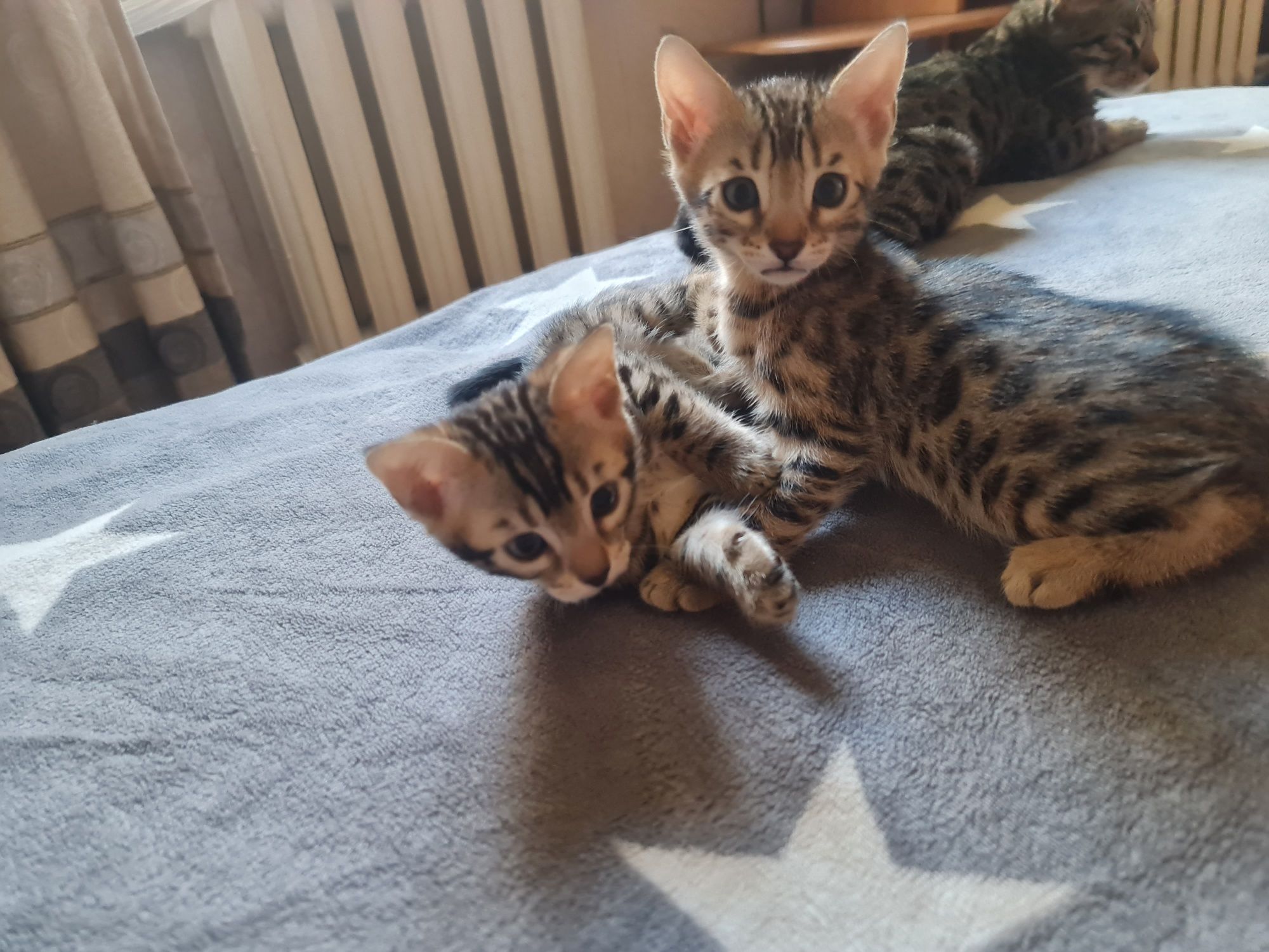 Бенгальские котята