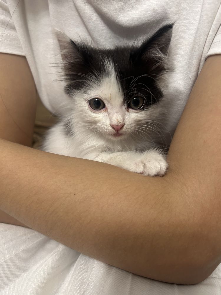 Отдам в добрые руки котенка
