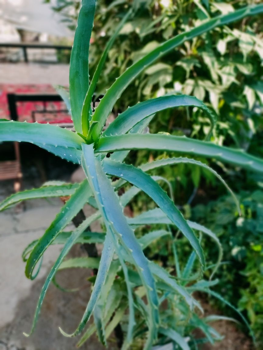 Алое (цветок, лечебный)