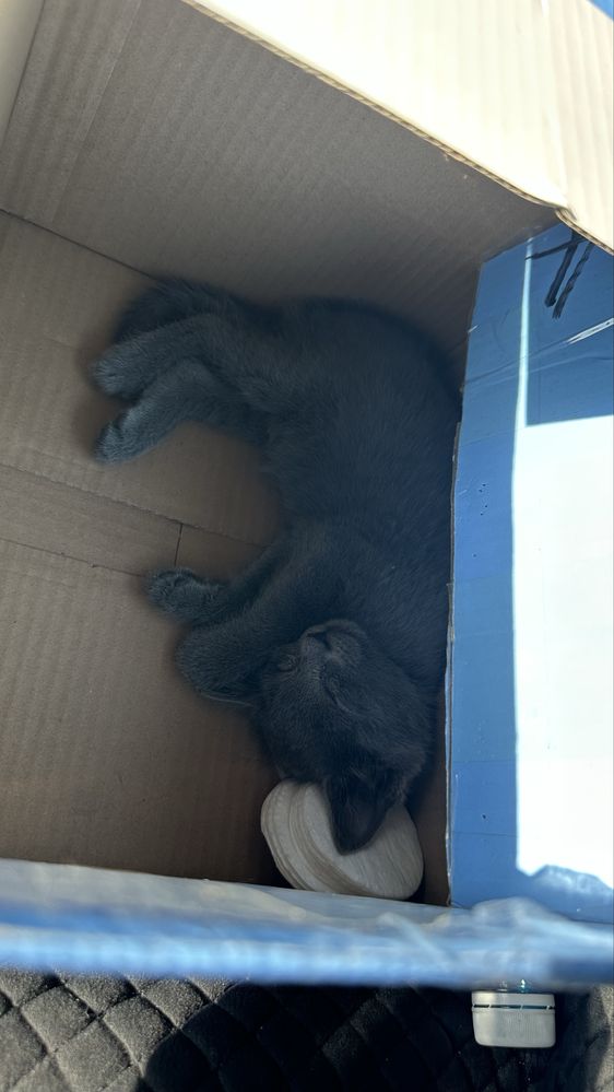 Котёнок в хорошие руки!