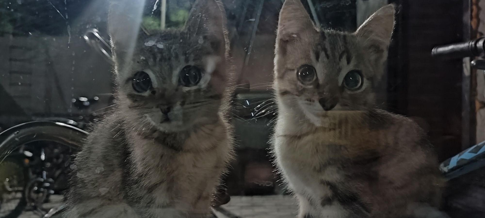 Отдам хорошенького котёнка