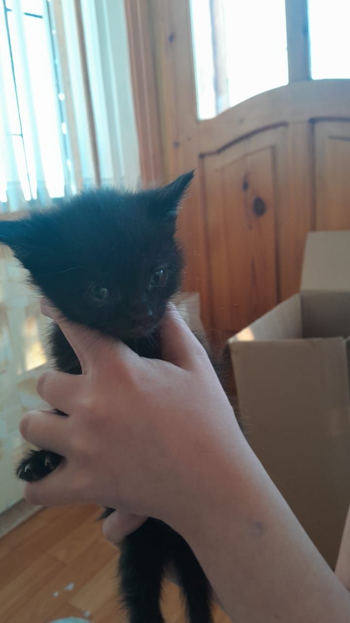 Отдам котят в добрые руки (кошечки)