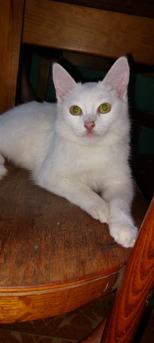 Котята в хорошие руки