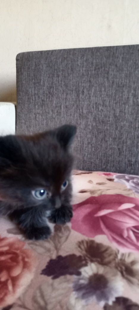 Oтдам котят в хорошие руки