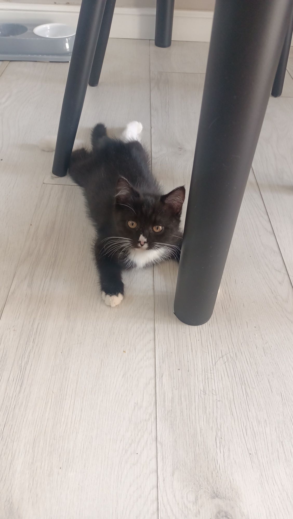 Котёнок ищет добрые  руки