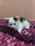 Котёнок в хорошие руки