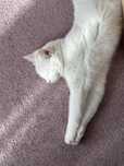 Кошка, кот, котик, котёнок