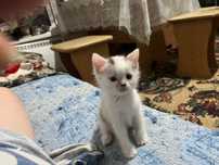Домашние чистые котята