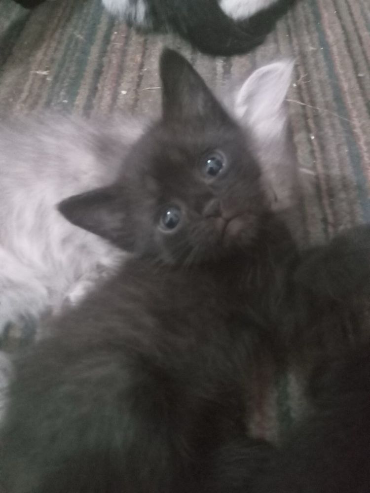 Отдам котят в добрые руки