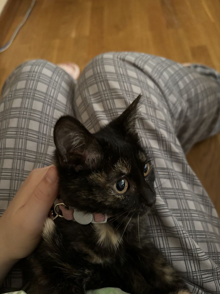 котенок трехцветный