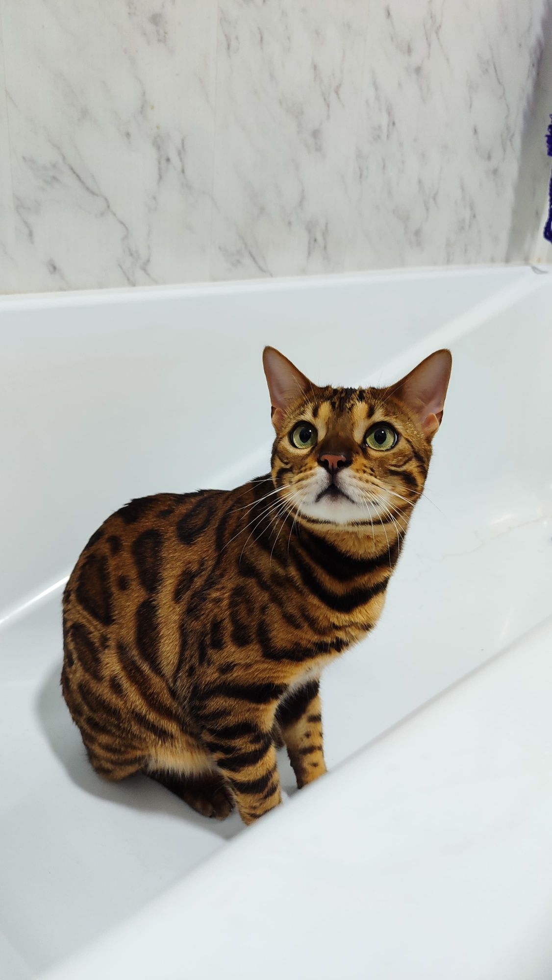 Кот бенгальской породы