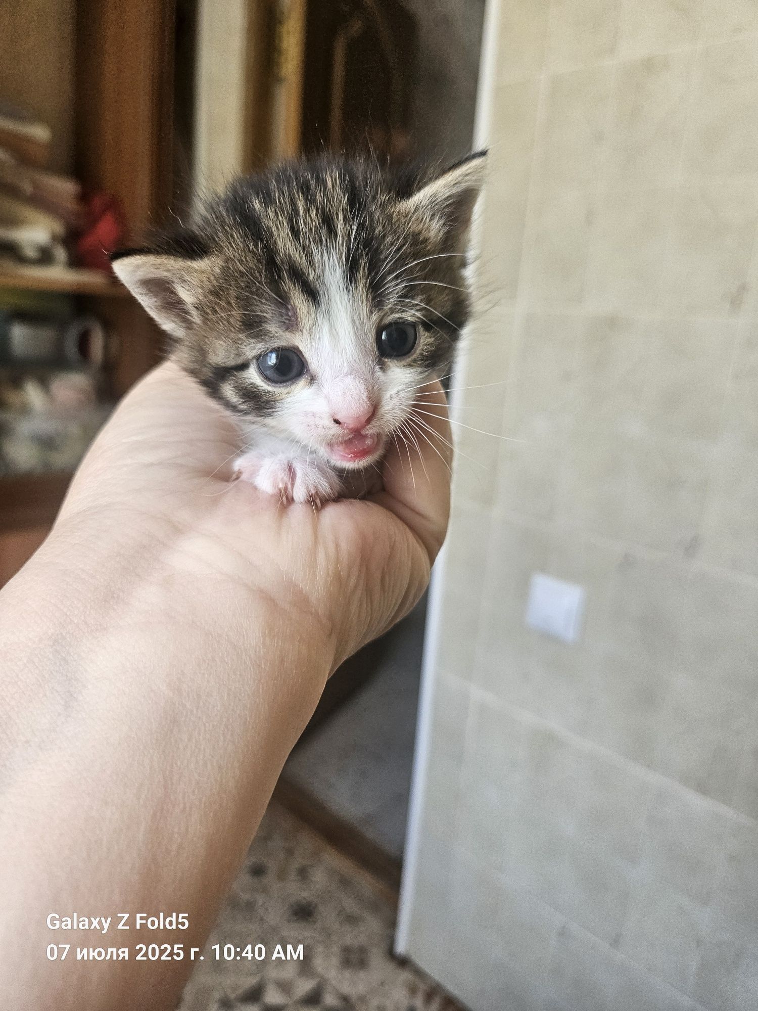 Отдам котят в хорошие руки