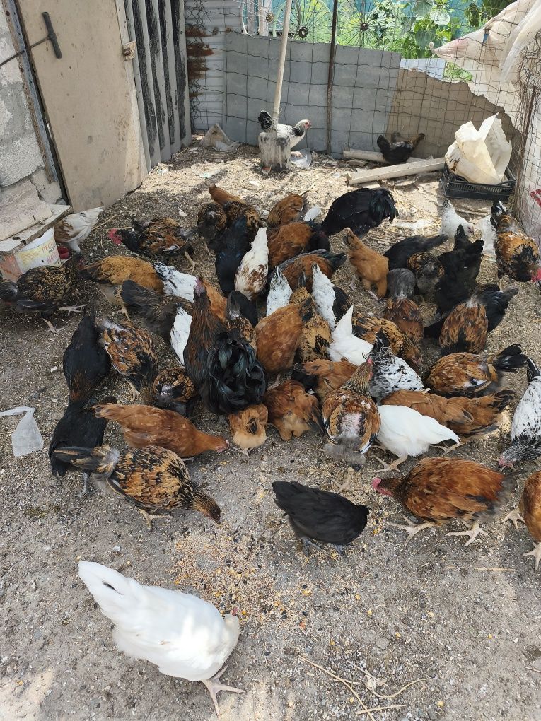 В продаже молодки и петухи
