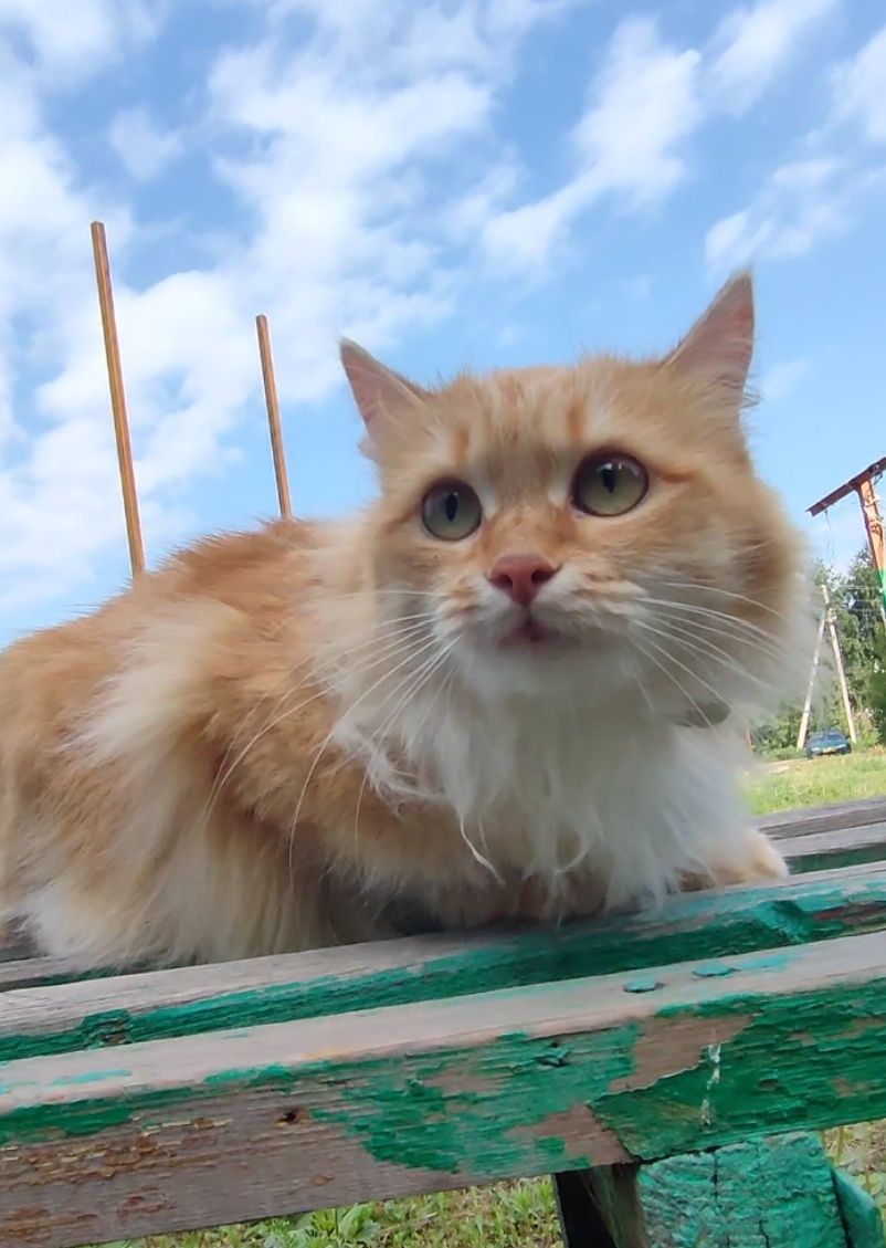 Кошка, рыжая редкость