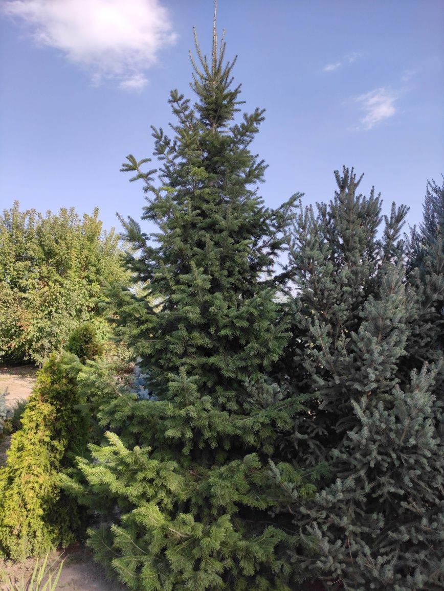 Продам: Пихта кавказская, пихта белая 4м+