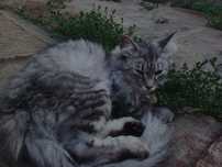 Отдадим в хорошие руки