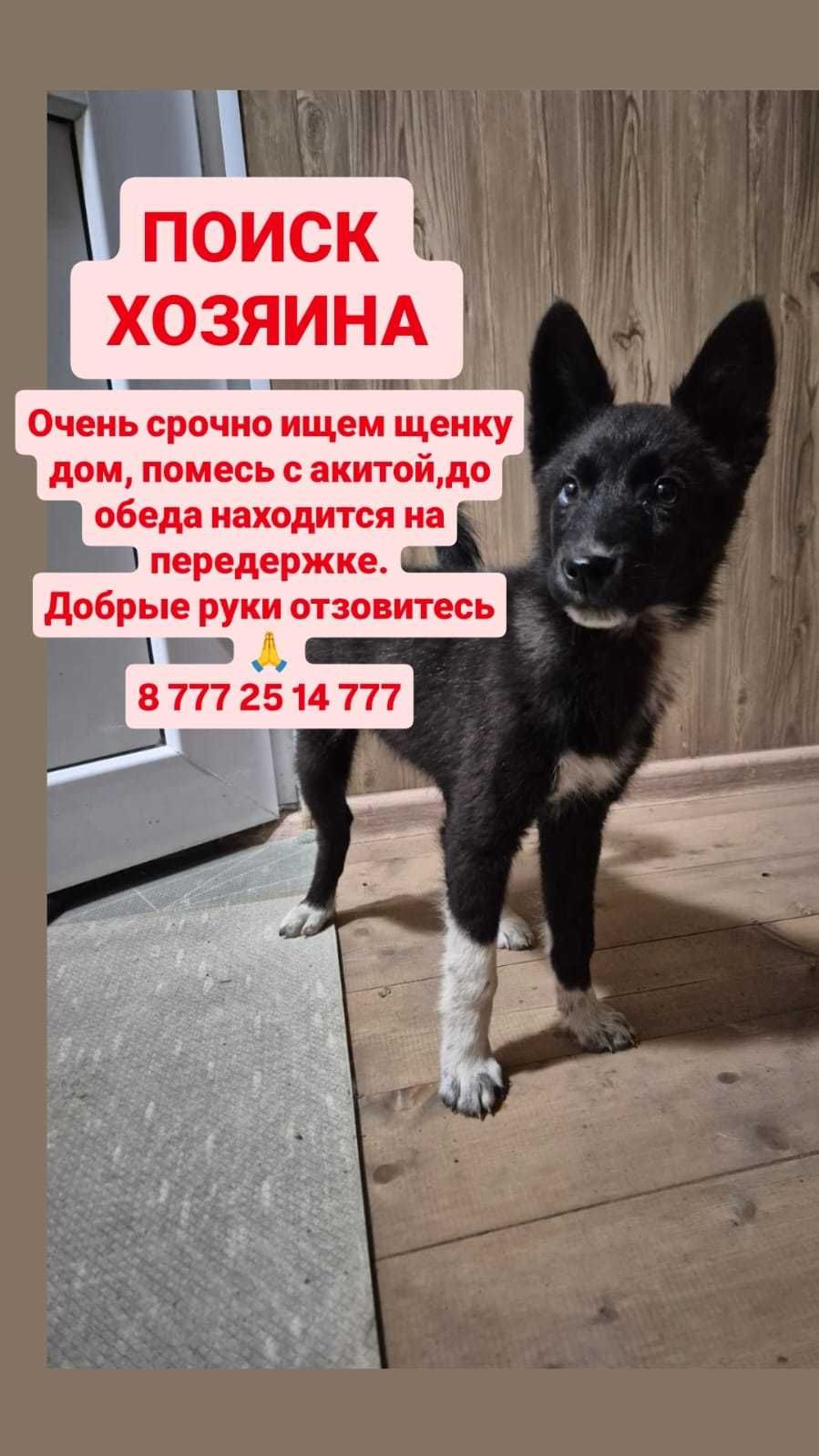 Щенку (помесь акиты) нужен дом! Срочно!