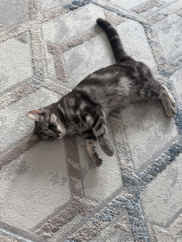 Кошка Шотлански почти 2 годика