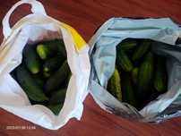 Огурцы дачные корнишоны Кураж, Парижский корнишон