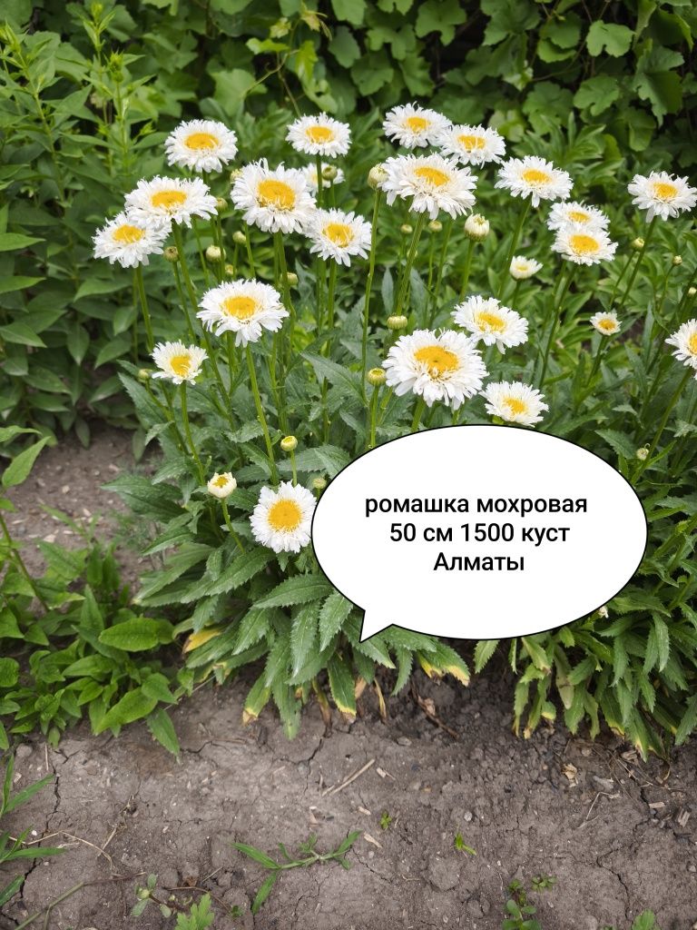 Брунера, Эхинацея, Ромашка