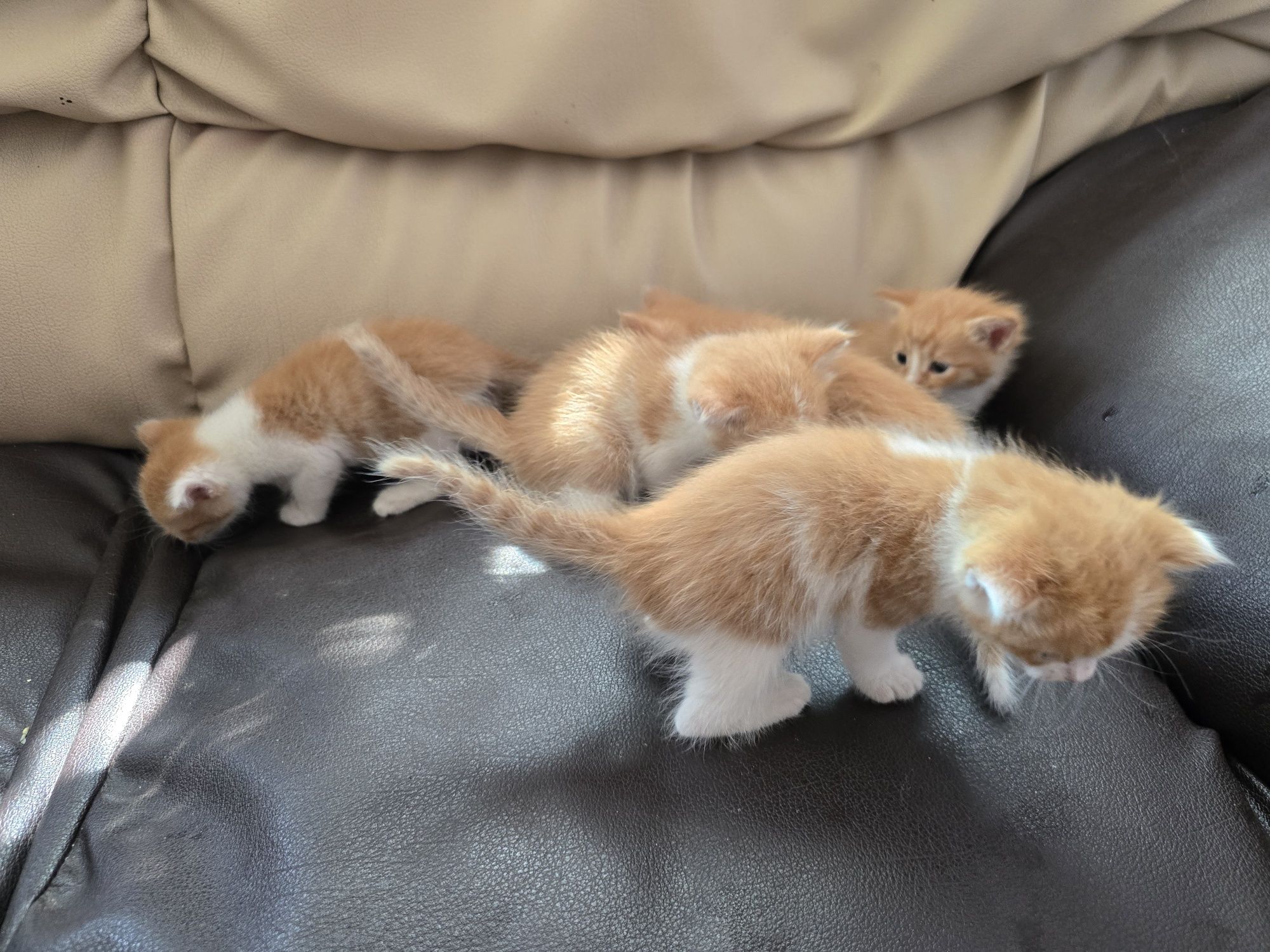 Котята бесплатно,  рыжики