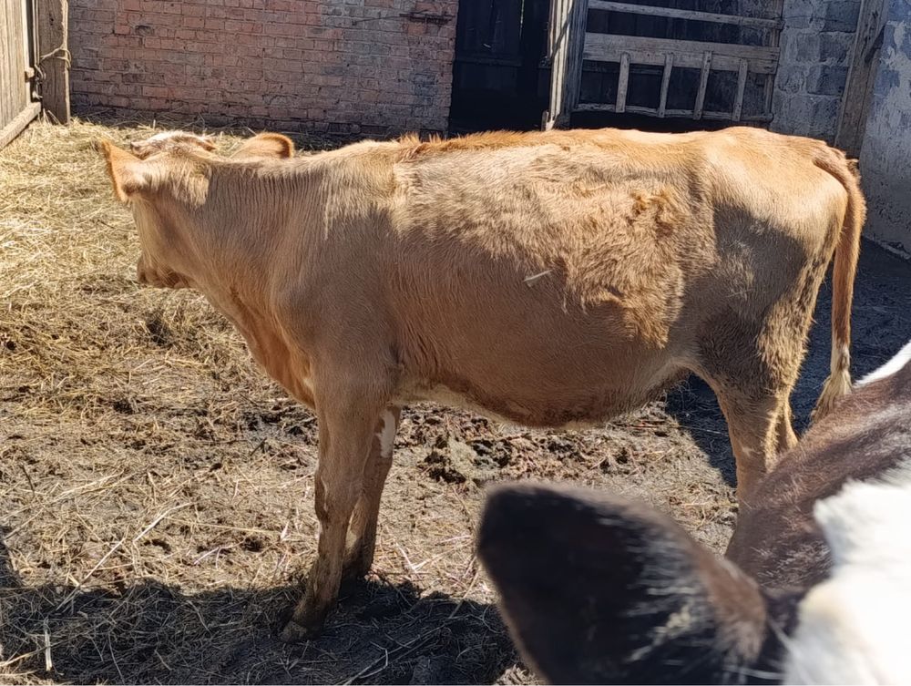 Продам телят. Телочка и бычки
