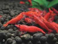 Креветка Красный Огонь креветки Neocaridina Fire red