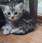 Котята шатландские