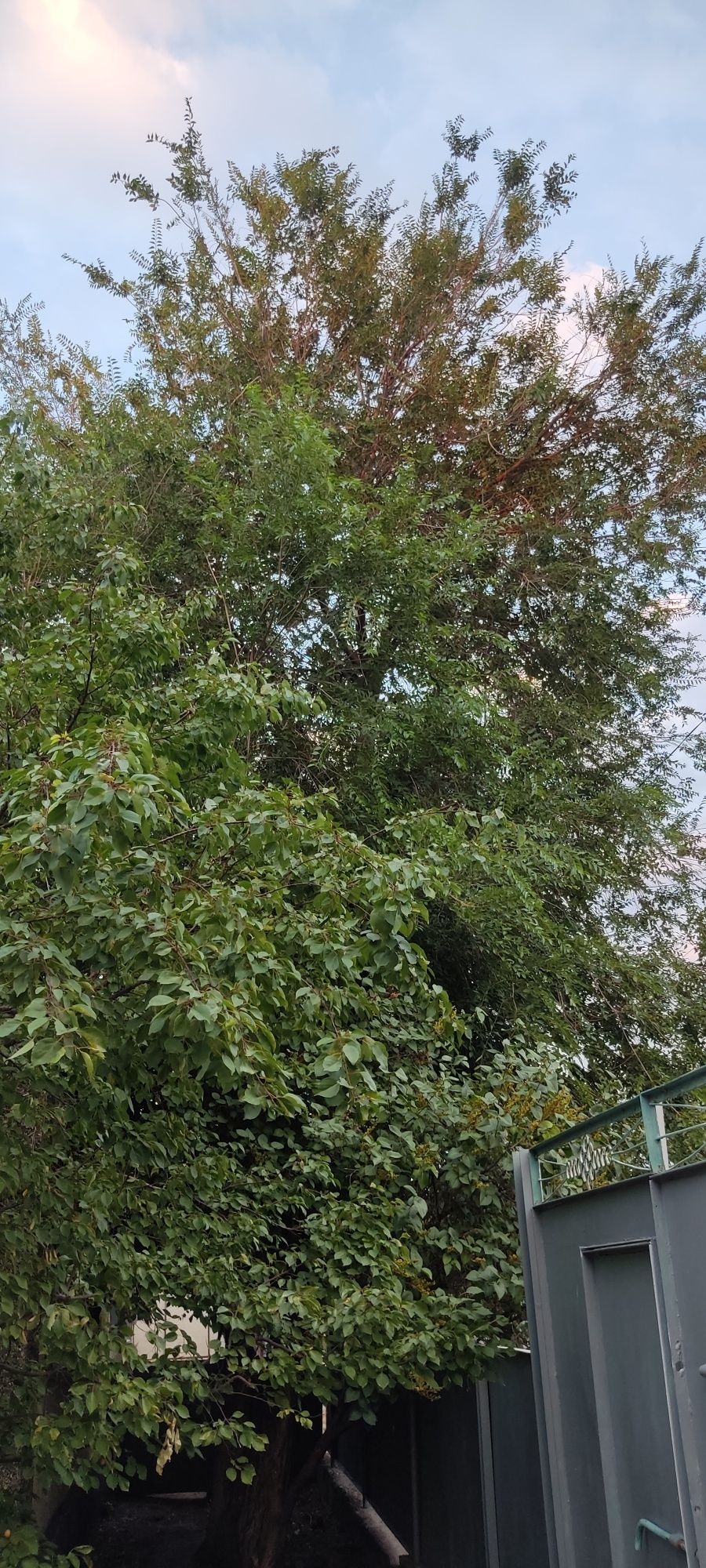 Отдам карагач на дрова