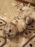 Продается котенок породы Скоттиш Фолд