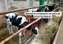 Молодые хорошие телята