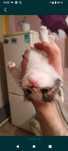 Отдам котят бесплатно хорошие руки