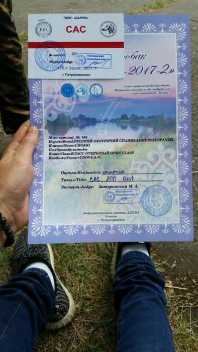 Русский Охотничий Спаниель ищет НЕВЕСТУ для вязки
