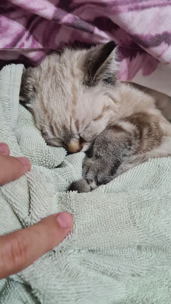 Шотладский котик, 3 месячный котёнок