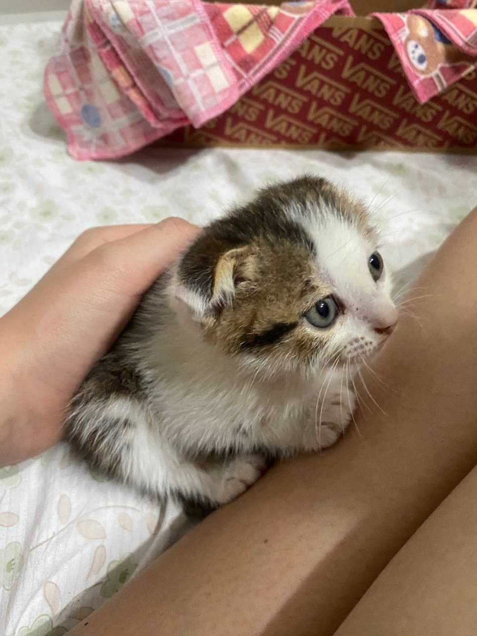 Кошечка ищет дом