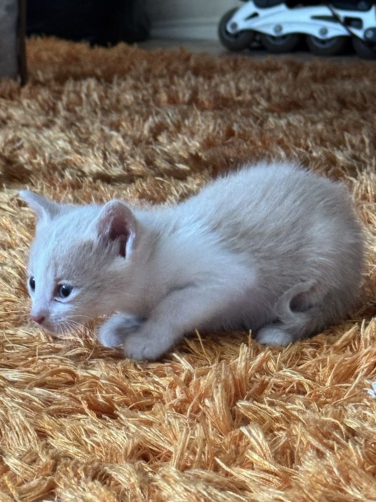 Продаеться Котенок Астана мальчик