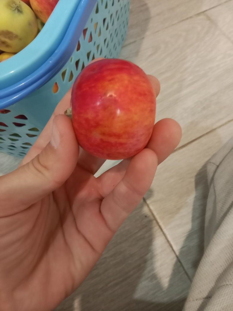 Продам вкусные сочные яблоки