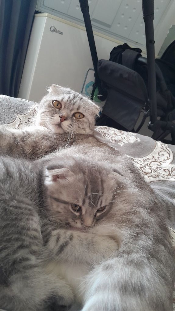 Британские кошки