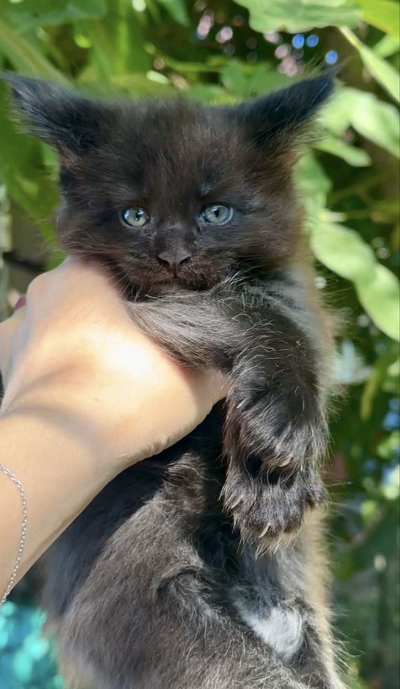Котенок Мейн-кун мальчик