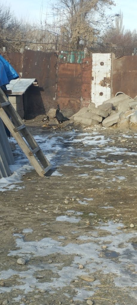Продам дакан есть куры и пидухи